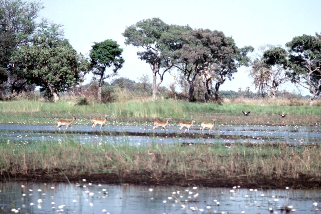 CurtBusse Okavango0050