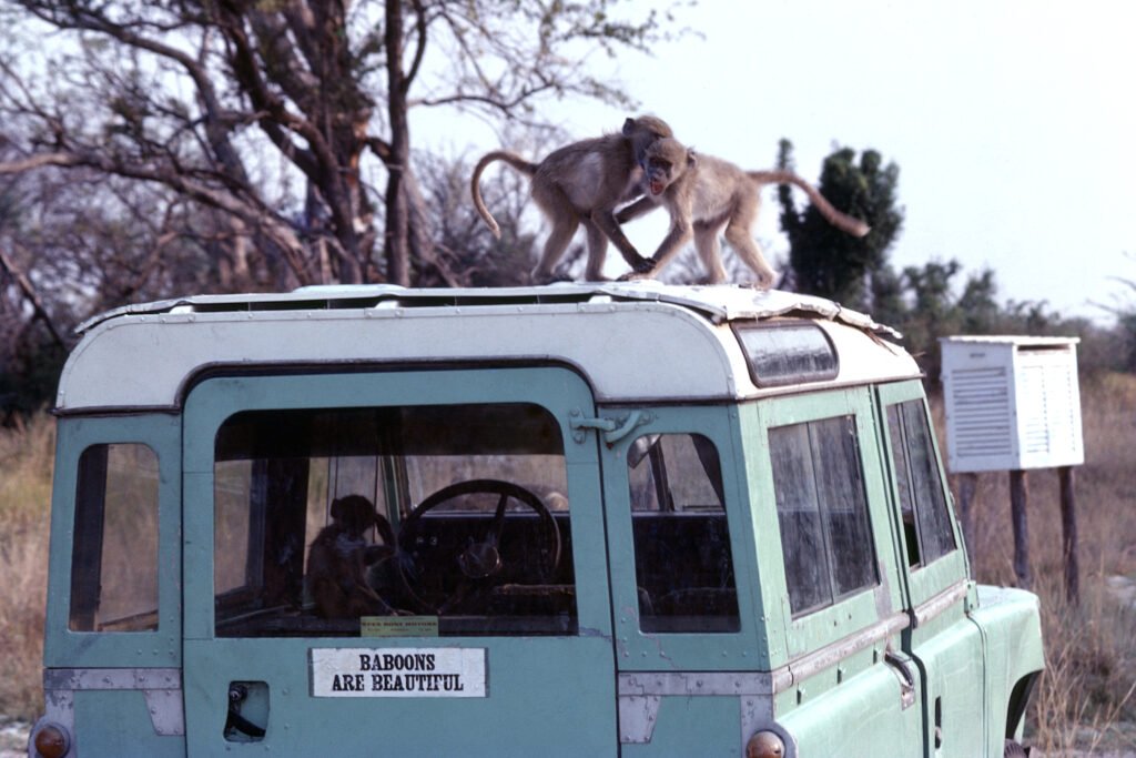 Why study baboons on foot 5 CurtBusse Okavango0052
