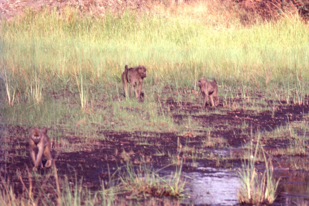 CurtBusse Okavango0054