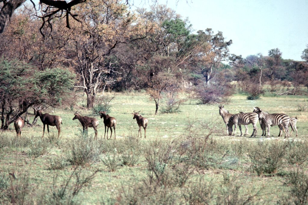 CurtBusse Okavango0055