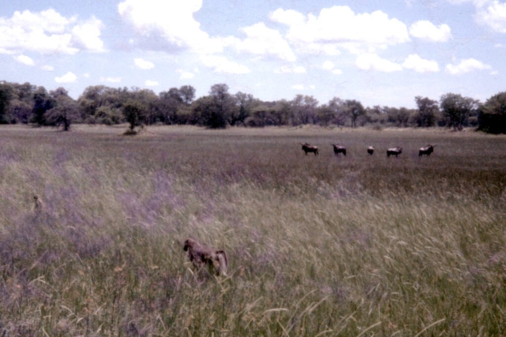 CurtBusse Okavango0058