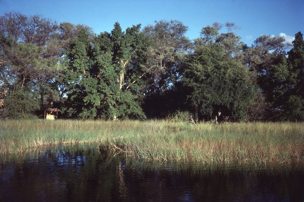 Photos Baboon Camp 3 CurtBusse Okavango0061