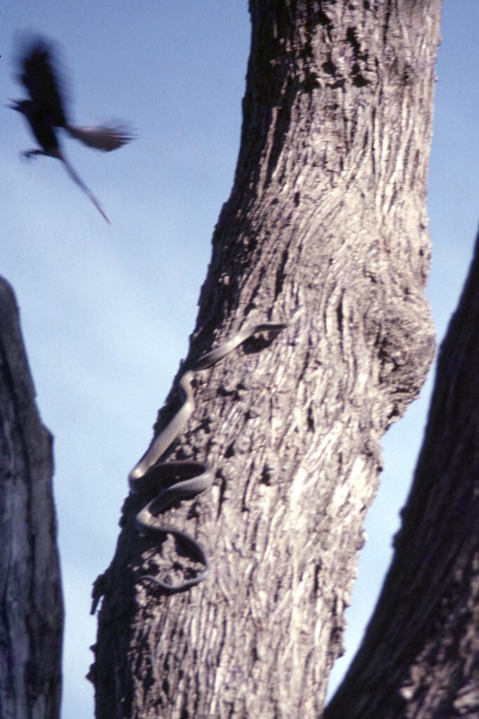 CurtBusse Okavango0065