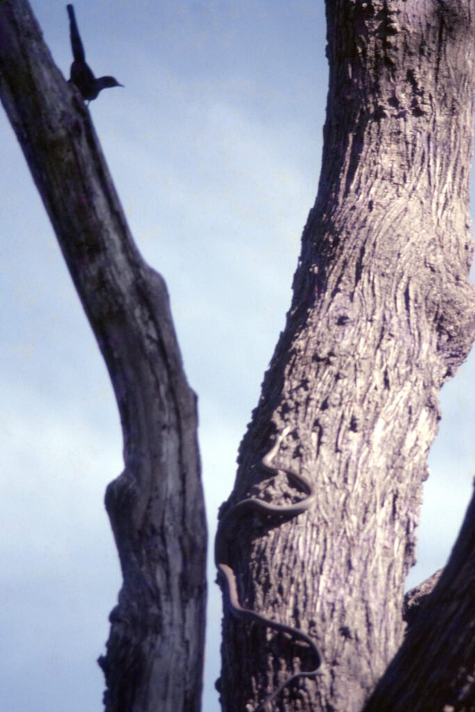 CurtBusse Okavango0066