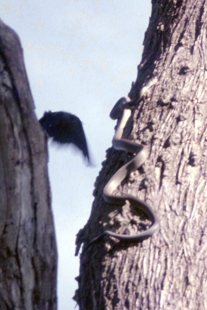 CurtBusse Okavango0067
