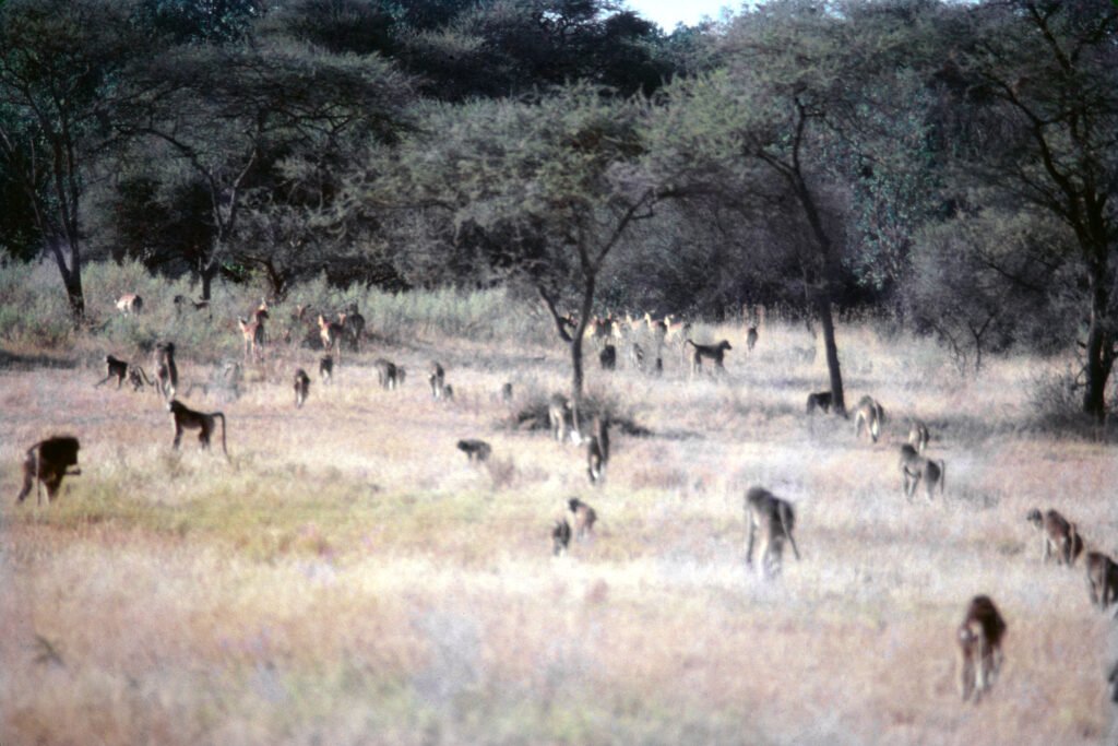 Why study baboons on foot 19 CurtBusse Okavango0070