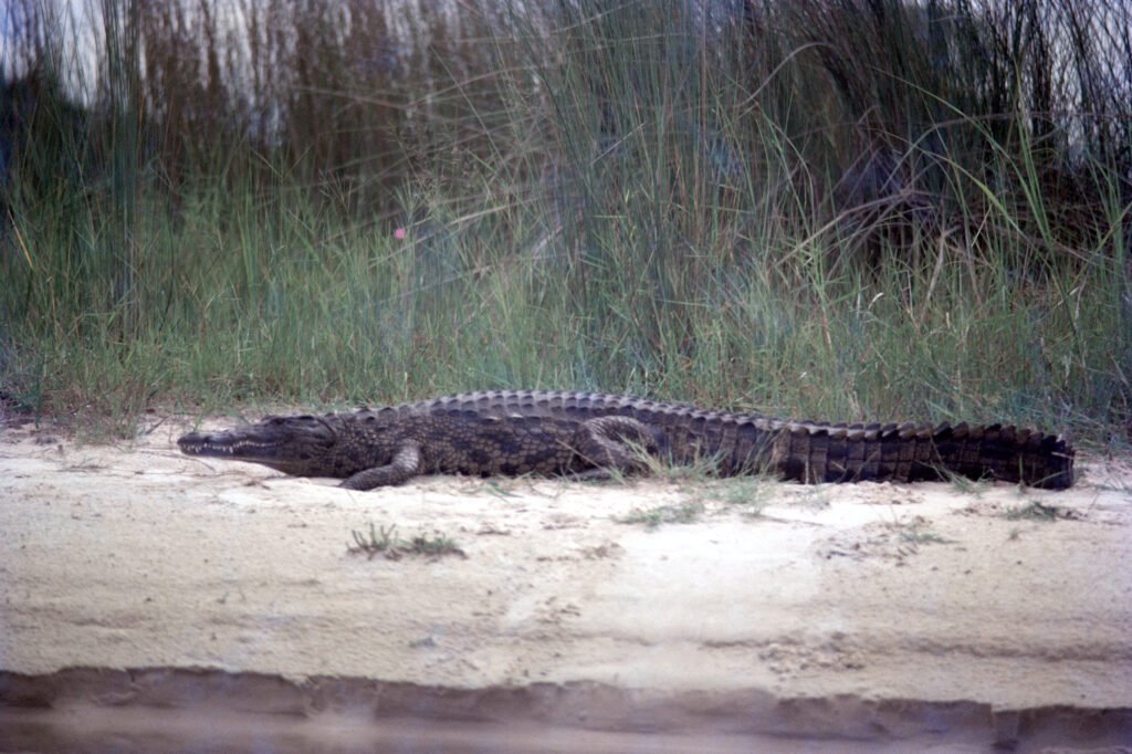 Why study baboons on foot 3 CurtBusse Okavango0071