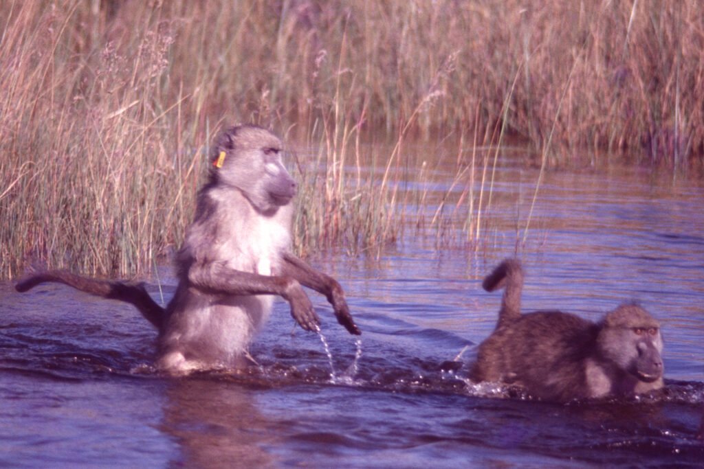 Photos Water Crossings 15 CurtBusse Okavango0072