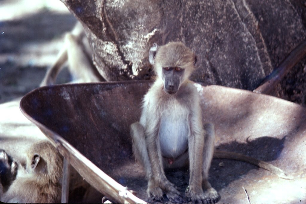 CurtBusse Okavango0079