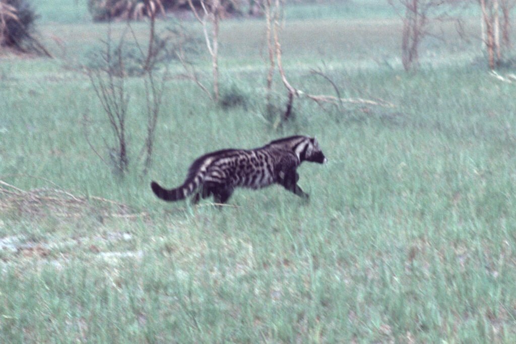 CurtBusse Okavango0082