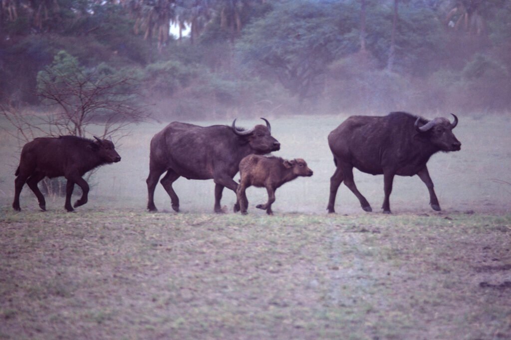 CurtBusse Okavango0086