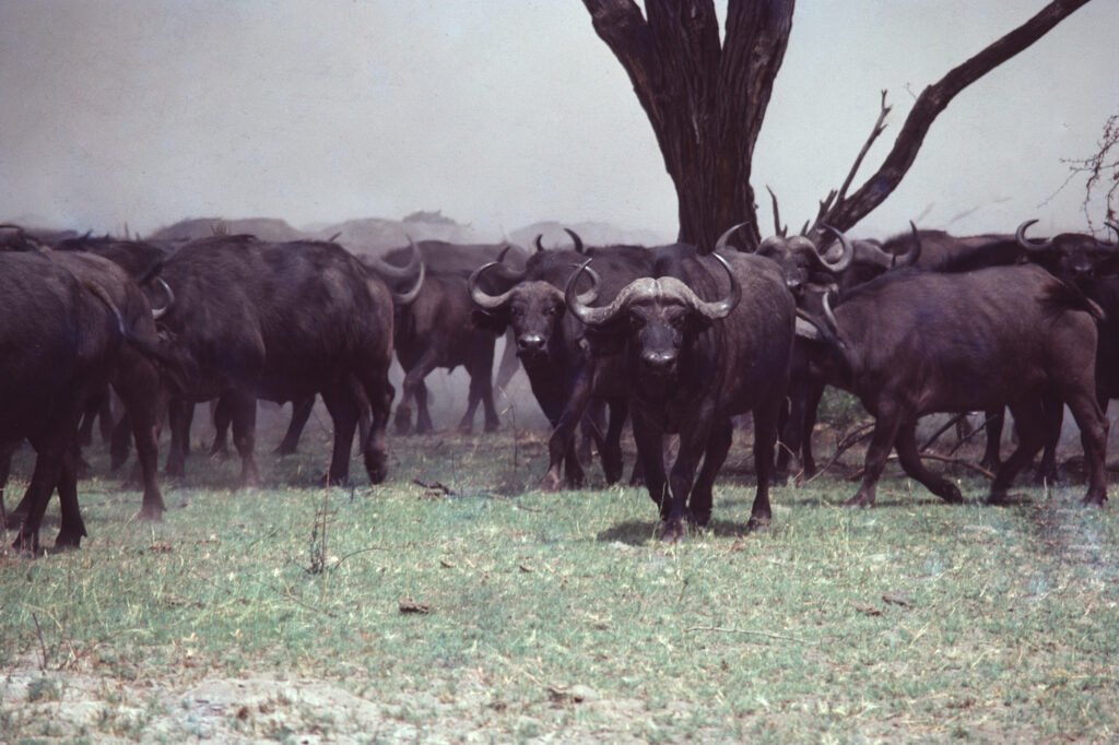CurtBusse Okavango0089