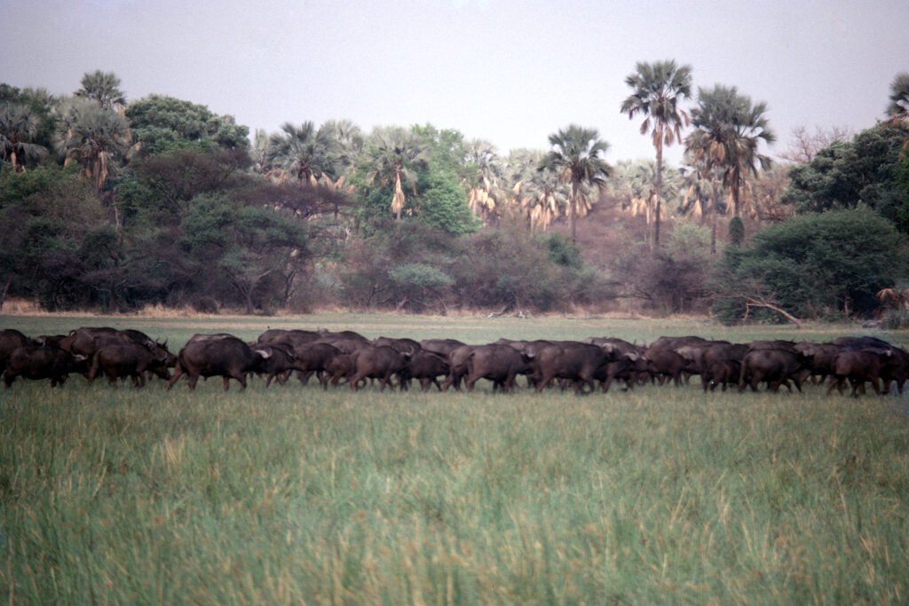 CurtBusse Okavango0093