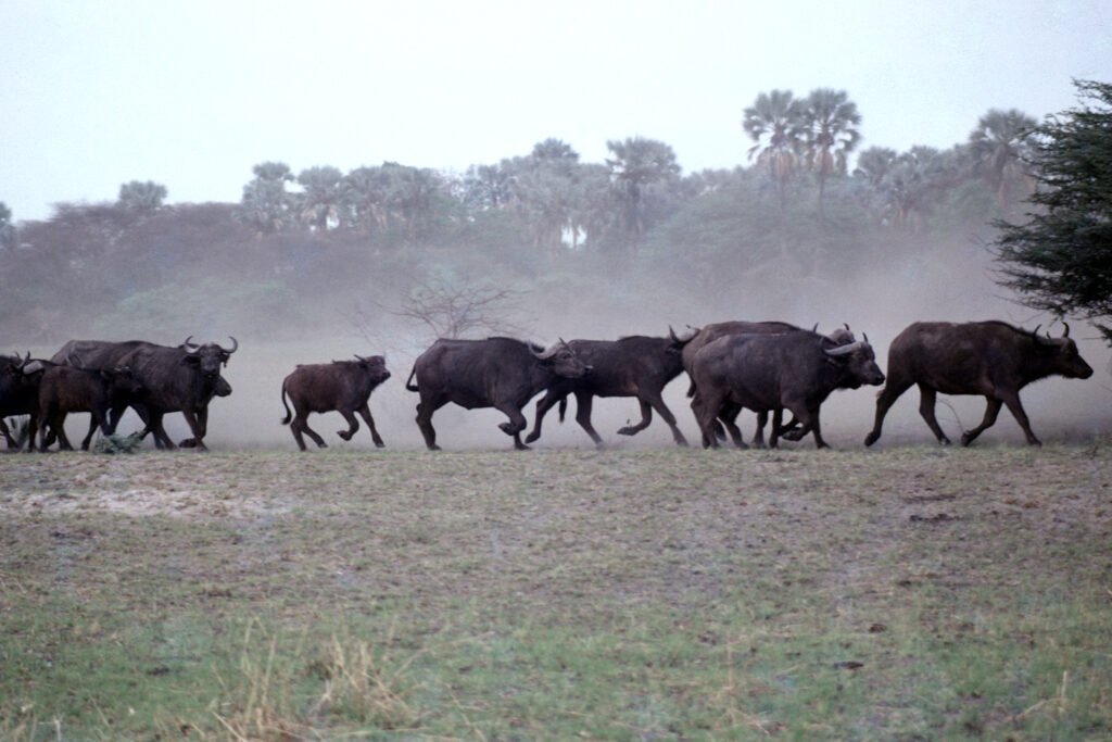 CurtBusse Okavango0096
