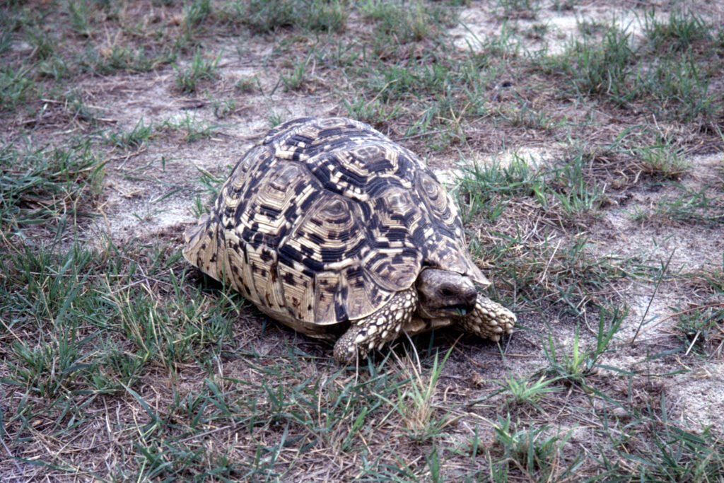 CurtBusse Okavango0107