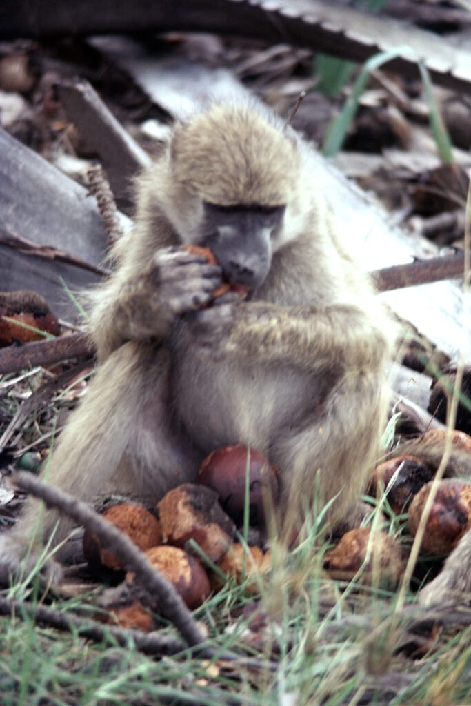 CurtBusse Okavango0109