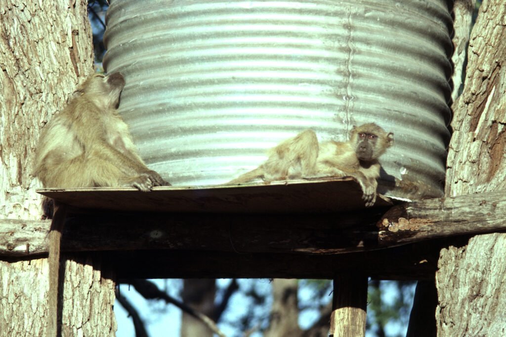 Photos Baboon Camp 11 CurtBusse Okavango0117
