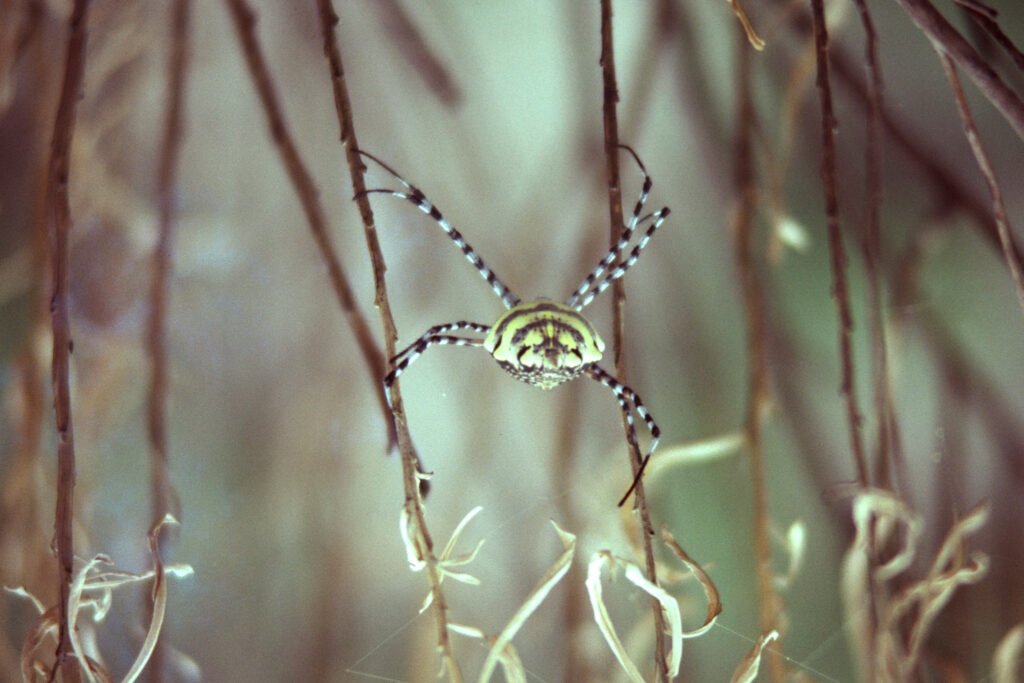 CurtBusse Okavango0118