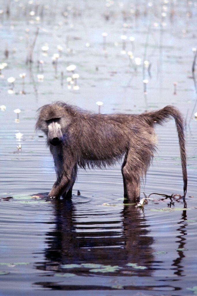 CurtBusse Okavango0124
