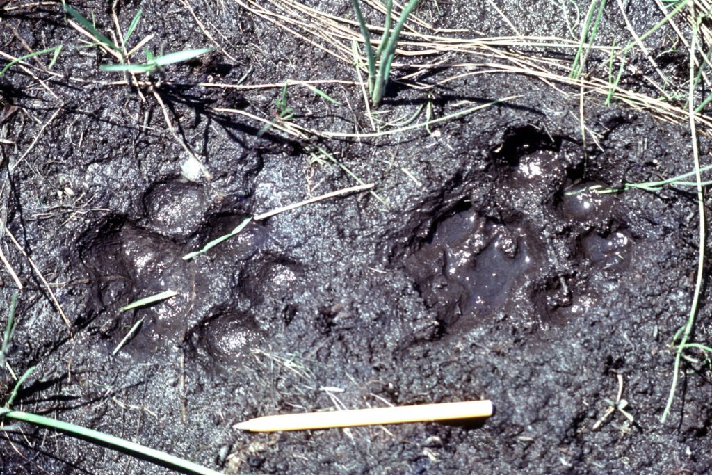 CurtBusse Okavango0126