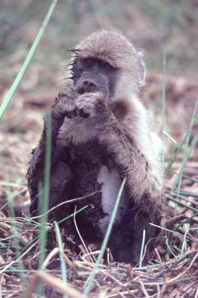 CurtBusse Okavango0127