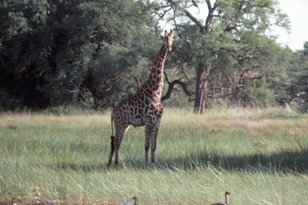 CurtBusse Okavango0131