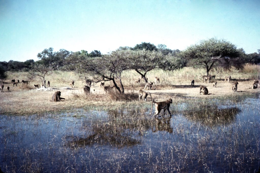 Why study baboons on foot 17 CurtBusse Okavango0137