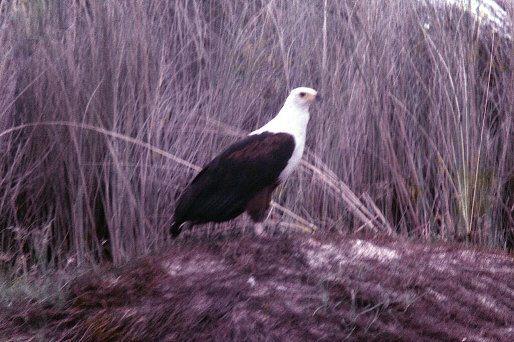 CurtBusse Okavango0139