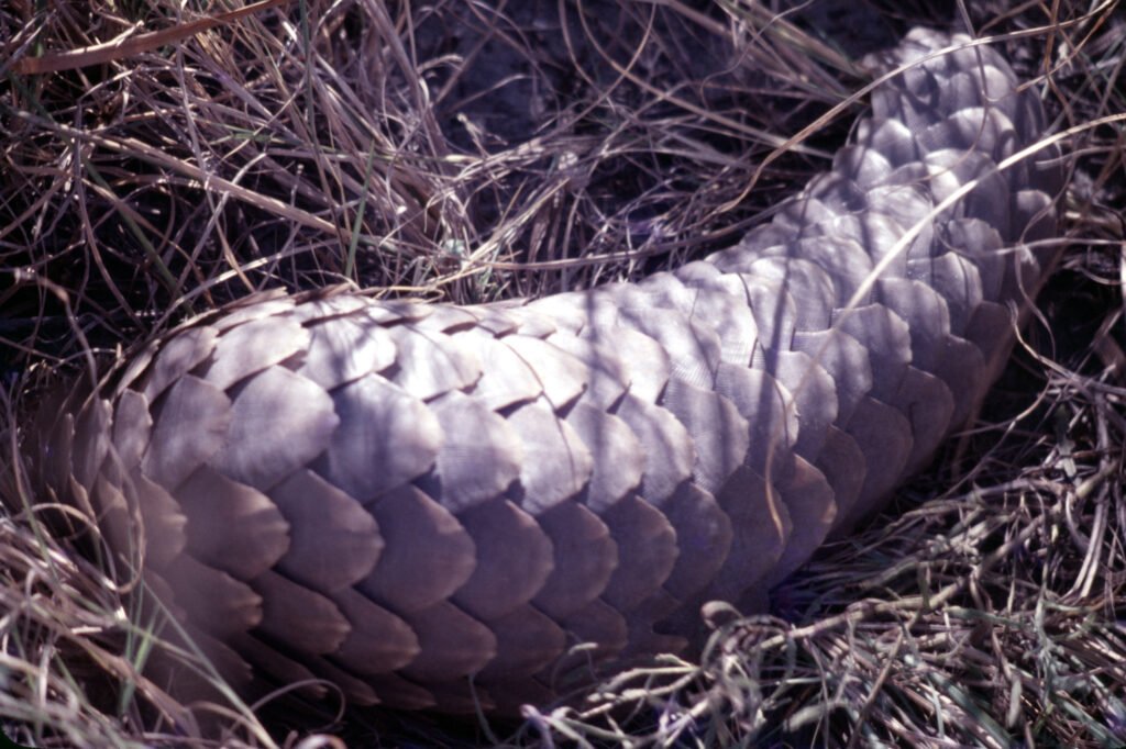 CurtBusse Okavango0142