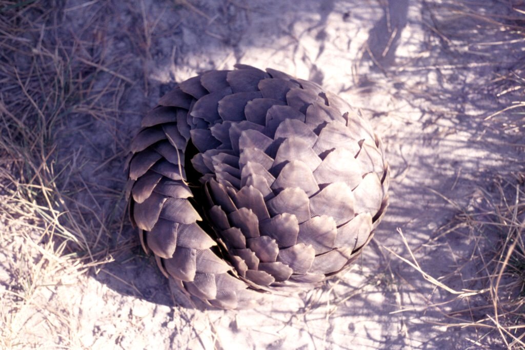 CurtBusse Okavango0143