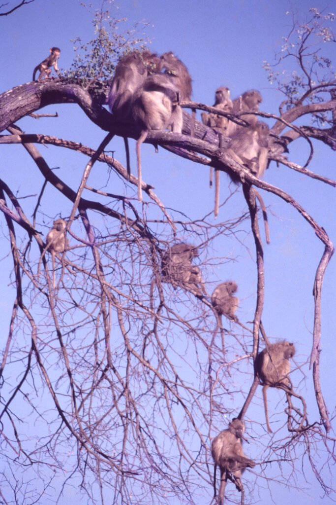 CurtBusse Okavango0151