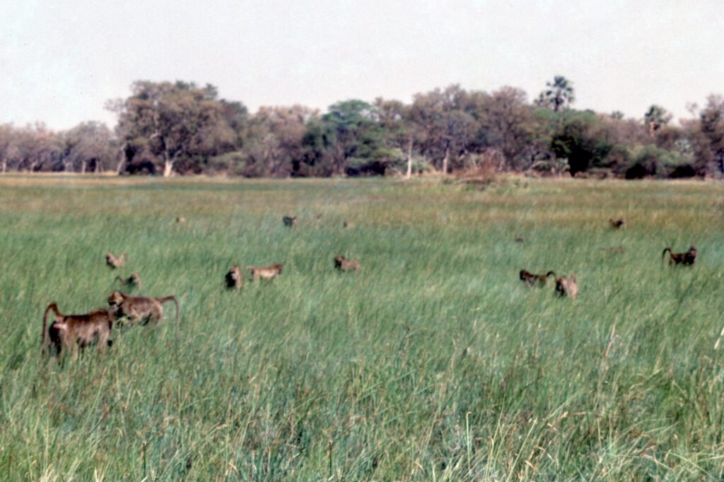 CurtBusse Okavango0155