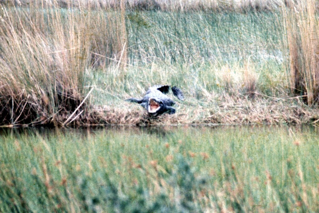 CurtBusse Okavango0156