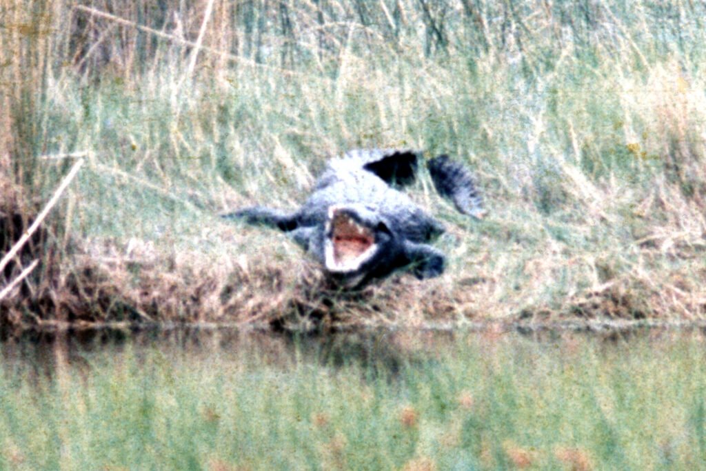 CurtBusse Okavango0156 crop