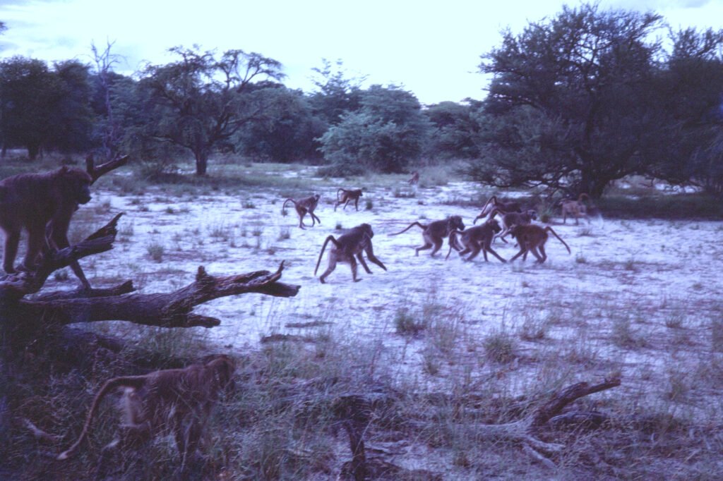 CurtBusse Okavango0161