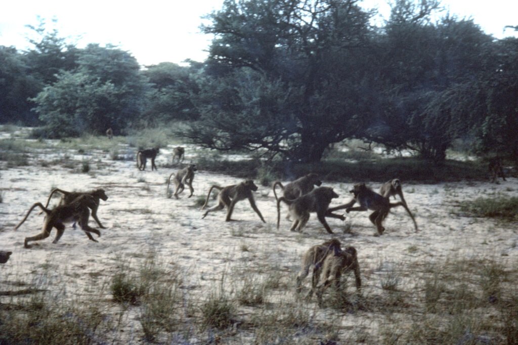 CurtBusse Okavango0162
