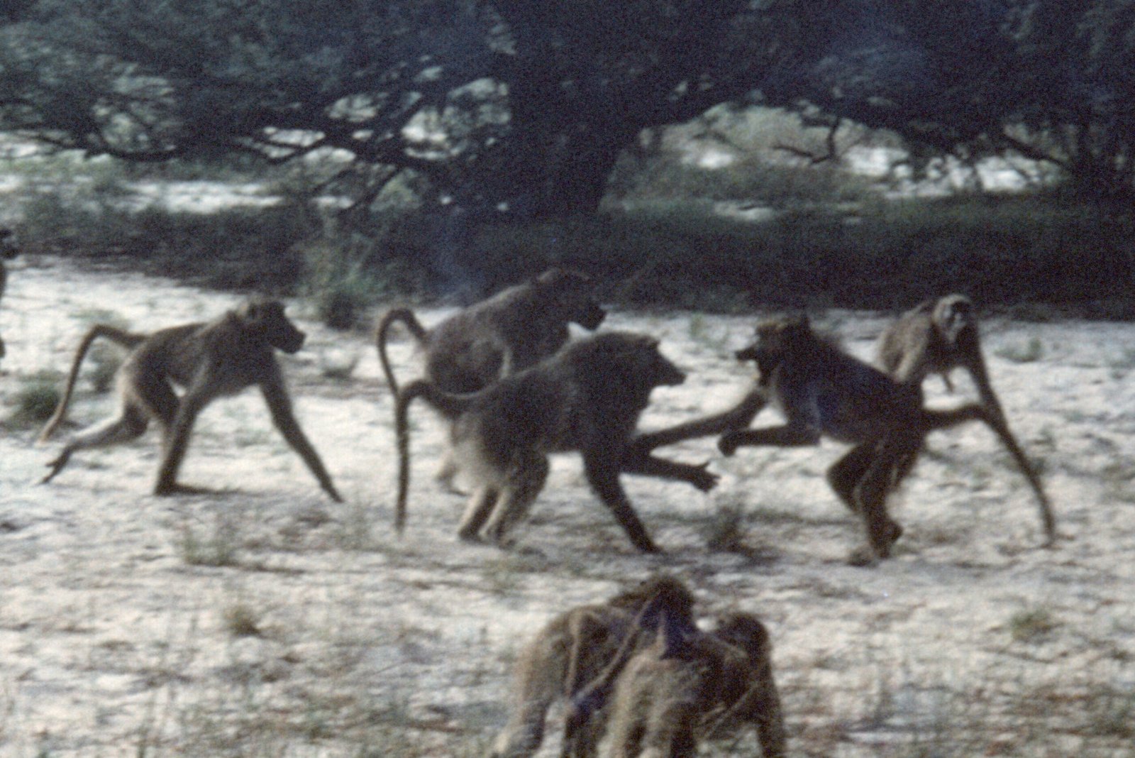 CurtBusse Okavango0162 crop edited scaled