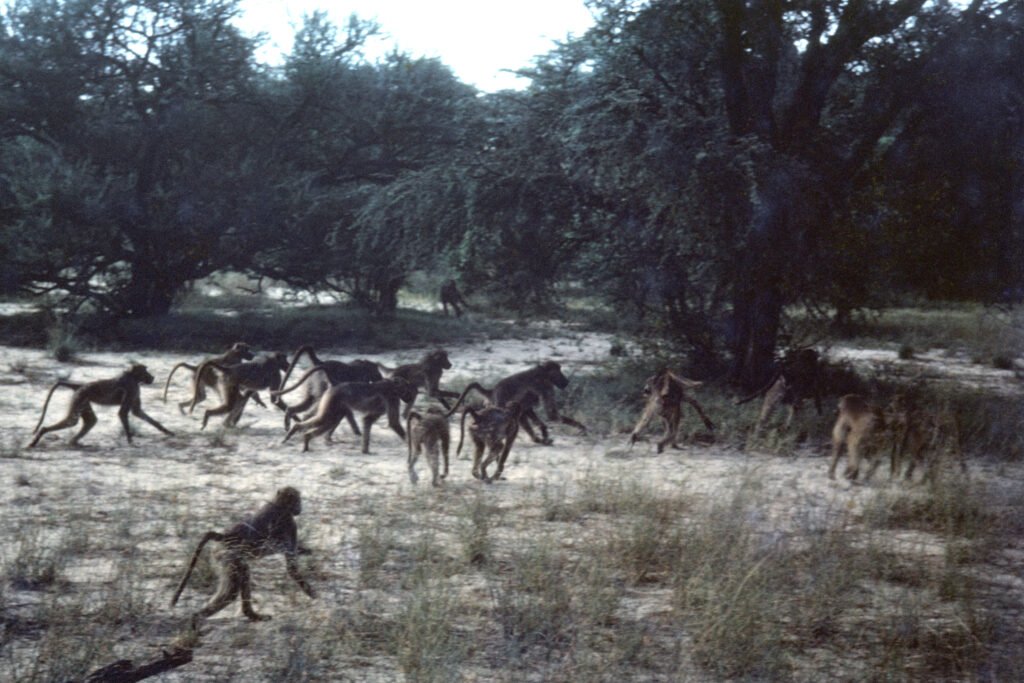 CurtBusse Okavango0163