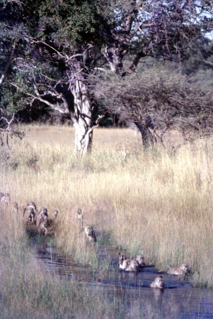 Why study baboons on foot 15 CurtBusse Okavango0167