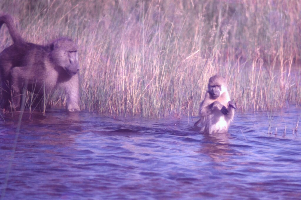Photos Water Crossings 29 CurtBusse Okavango0171