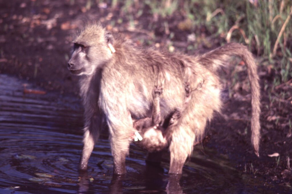 CurtBusse Okavango0175