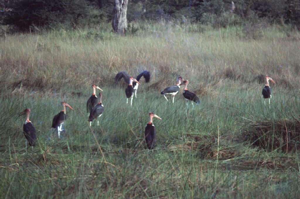 CurtBusse Okavango0176