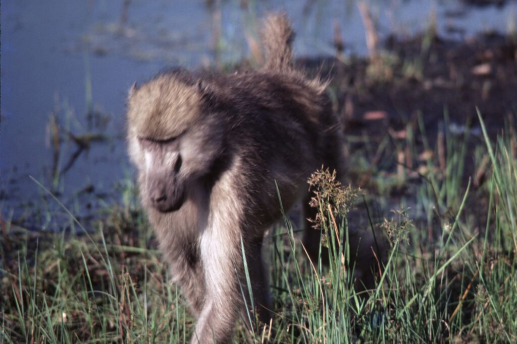 CurtBusse Okavango0177