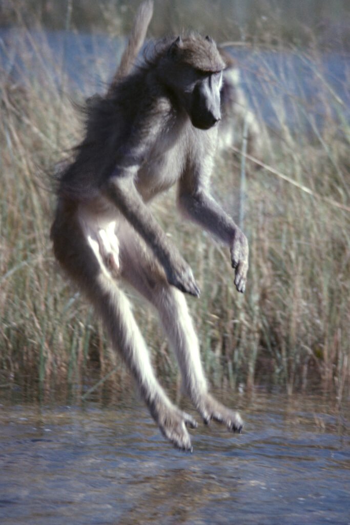 Photos Water Crossings 17 CurtBusse Okavango0179