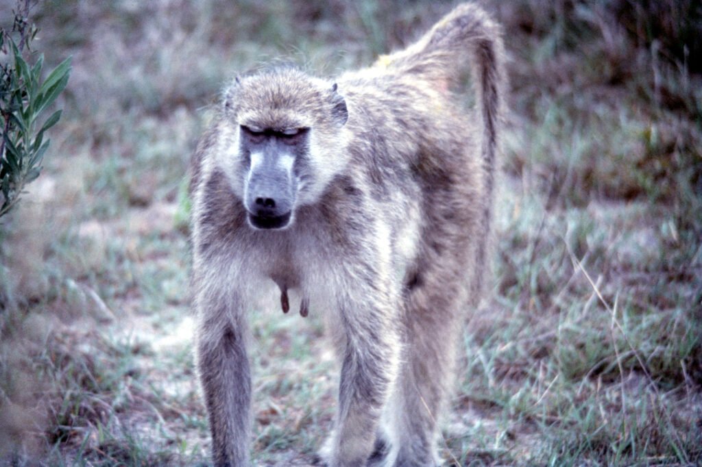 Why study baboons on foot 27 CurtBusse Okavango0182