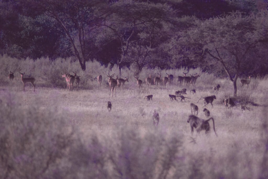CurtBusse Okavango0183
