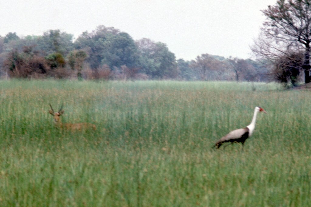 CurtBusse Okavango0184