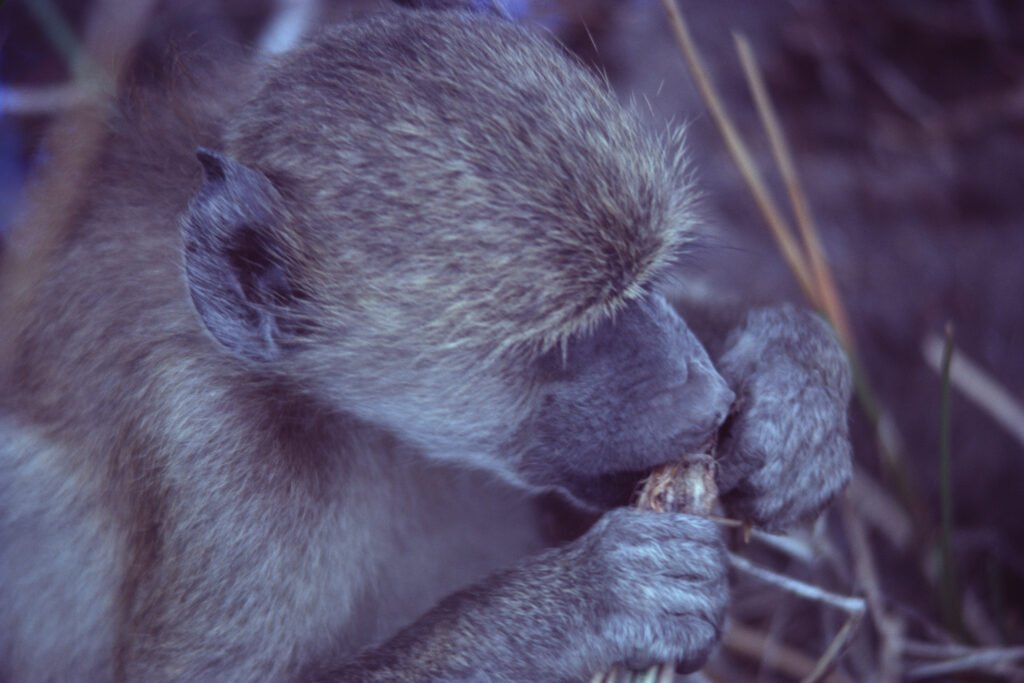 CurtBusse Okavango0186