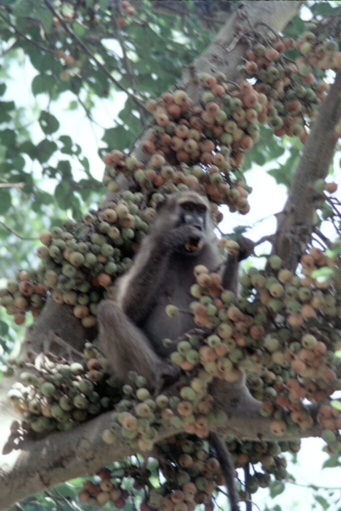 CurtBusse Okavango0189