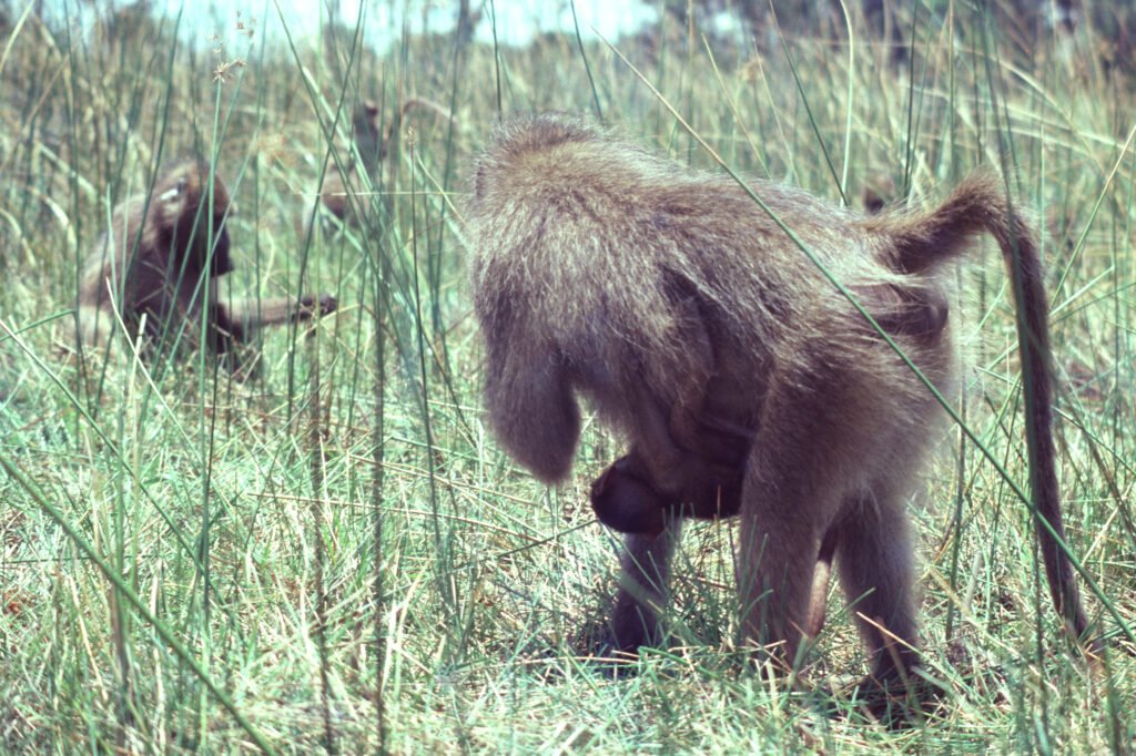 CurtBusse Okavango0193
